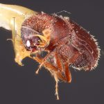 female | Image Author: TH Atkinson | Florida State Collection of Arthropods, Gainesville, Florida | holotype Micracis ovatus Wood 1956 | holotype | Teziutlan, 5 mi NE | Collection: Snow Entomological Museum, Univ. Kansas