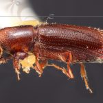 female | Image Author: TH Atkinson | Florida State Collection of Arthropods, Gainesville, Florida | holotype Micracis ovatus Wood 1956 | holotype | Teziutlan, 5 mi NE | Collection: Snow Entomological Museum, Univ. Kansas