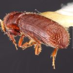 female | Image Author: TH Atkinson | Florida State Collection of Arthropods, Gainesville, Florida | holotype Micracis ovatus Wood 1956 | holotype | Teziutlan, 5 mi NE | Collection: Snow Entomological Museum, Univ. Kansas