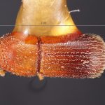 female | Image Author: TH Atkinson | Florida State Collection of Arthropods, Gainesville, Florida | type Micracus photophilus Wood | holotype | El Salto | Collection: Snow Entomological Museum, Univ. Kansas
