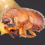 female | Image Author: TH Atkinson | Florida State Collection of Arthropods, Gainesville, Florida | type Micracus photophilus Wood | holotype | El Salto | Collection: Snow Entomological Museum, Univ. Kansas