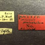 female | Image Author: TH Atkinson | Florida State Collection of Arthropods, Gainesville, Florida | type Micracus photophilus Wood | holotype | El Salto | Collection: Snow Entomological Museum, Univ. Kansas