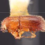 female | Image Author: TH Atkinson | Florida State Collection of Arthropods, Gainesville, Florida | type Micracus photophilus Wood | holotype | El Salto | Collection: Snow Entomological Museum, Univ. Kansas