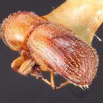 female | Image Author: TH Atkinson | Florida State Collection of Arthropods, Gainesville, Florida | type Micracus photophilus Wood | holotype | El Salto | Collection: Snow Entomological Museum, Univ. Kansas