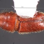 female | Image Author: TH Atkinson | Florida State Collection of Arthropods, Gainesville, Florida | Parque Natural Ixpanpajul | Collection: University of Texas Insect Collection