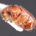 female | Image Author: TH Atkinson | Florida State Collection of Arthropods, Gainesville, Florida | Parque Natural Ixpanpajul | Collection: University of Texas Insect Collection