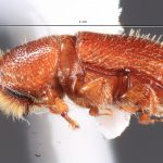 female | Image Author: TH Atkinson | Florida State Collection of Arthropods, Gainesville, Florida | Parque Natural Ixpanpajul | Collection: University of Texas Insect Collection