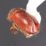 female | Image Author: TH Atkinson | Florida State Collection of Arthropods, Gainesville, Florida | Parque Natural Ixpanpajul | Collection: University of Texas Insect Collection