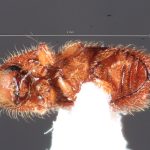 female | Image Author: TH Atkinson | Florida State Collection of Arthropods, Gainesville, Florida | Parque Natural Ixpanpajul | Collection: University of Texas Insect Collection