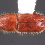 male | Image Author: TH Atkinson | Florida State Collection of Arthropods, Gainesville, Florida | Parque Natural Ixpanpajul | Collection: University of Texas Insect Collection