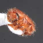 male | Image Author: TH Atkinson | Florida State Collection of Arthropods, Gainesville, Florida | Parque Natural Ixpanpajul | Collection: University of Texas Insect Collection