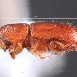 male | Image Author: TH Atkinson | Florida State Collection of Arthropods, Gainesville, Florida | Parque Natural Ixpanpajul | Collection: University of Texas Insect Collection