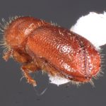 male | Image Author: TH Atkinson | Florida State Collection of Arthropods, Gainesville, Florida | Parque Natural Ixpanpajul | Collection: University of Texas Insect Collection