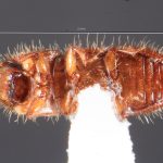 male | Image Author: TH Atkinson | Florida State Collection of Arthropods, Gainesville, Florida | Parque Natural Ixpanpajul | Collection: University of Texas Insect Collection