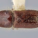 female | Image Author: J Buffam |  Canadian National Collection of Insects, Arachnids and Nematodes, Agriculture and Agri-Food Canada, | holotype Ips amiskwiensis Hopping. CNCType8220# | holotype | Yoho N.P., | Collection: Canadian National Collection of Insects, Arachnids and Nematodes