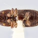 female | Image Author: J Buffam |  Canadian National Collection of Insects, Arachnids and Nematodes, Agriculture and Agri-Food Canada, | holotype Ips amiskwiensis Hopping. CNCType8220# | holotype | Yoho N.P., | Collection: Canadian National Collection of Insects, Arachnids and Nematodes