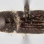 Image Author: J Buffam |  Canadian National Collection of Insects, Arachnids and Nematodes, Agriculture and Agri-Food Canada, | holotype Ips chamberlini Swaine. CNCType1376# | holotype | Astoria | Collection: Canadian National Collection of Insects, Arachnids and Nematodes