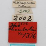 Image Author: J Buffam |  Canadian National Collection of Insects, Arachnids and Nematodes, Agriculture and Agri-Food Canada, | holotype Ips chamberlini Swaine. CNCType1376# | holotype | Astoria | Collection: Canadian National Collection of Insects, Arachnids and Nematodes