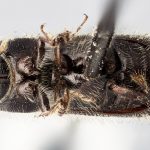 Image Author: J Buffam |  Canadian National Collection of Insects, Arachnids and Nematodes, Agriculture and Agri-Food Canada, | holotype Ips chamberlini Swaine. CNCType1376# | holotype | Astoria | Collection: Canadian National Collection of Insects, Arachnids and Nematodes