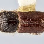 male | Image Author: J Buffam |  Canadian National Collection of Insects, Arachnids and Nematodes, Agriculture and Agri-Food Canada, | holotype Ips dubius Swaine. CNCType9306# | holotype | Rogers Pass | Collection: Canadian National Collection of Insects, Arachnids and Nematodes