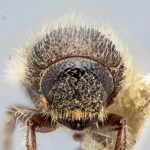 male | Image Author: J Buffam |  Canadian National Collection of Insects, Arachnids and Nematodes, Agriculture and Agri-Food Canada, | holotype Ips dubius Swaine. CNCType9306# | holotype | Rogers Pass | Collection: Canadian National Collection of Insects, Arachnids and Nematodes