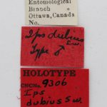 male | Image Author: J Buffam |  Canadian National Collection of Insects, Arachnids and Nematodes, Agriculture and Agri-Food Canada, | holotype Ips dubius Swaine. CNCType9306# | holotype | Rogers Pass | Collection: Canadian National Collection of Insects, Arachnids and Nematodes