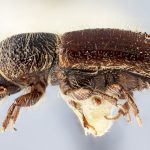 male | Image Author: J Buffam |  Canadian National Collection of Insects, Arachnids and Nematodes, Agriculture and Agri-Food Canada, | holotype Ips dubius Swaine. CNCType9306# | holotype | Rogers Pass | Collection: Canadian National Collection of Insects, Arachnids and Nematodes