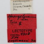 female | Image Author: J Buffam |  Canadian National Collection of Insects, Arachnids and Nematodes, Agriculture and Agri-Food Canada, | lectotype Ips engelmanni Swaine. CNCType9308# | lectotype | Rogers Pass | Collection: Canadian National Collection of Insects, Arachnids and Nematodes