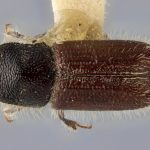 female | Image Author: J Buffam |  Canadian National Collection of Insects, Arachnids and Nematodes, Agriculture and Agri-Food Canada, | holotype Ips semirostris Hopping. CNCType9308# | holotype | Kenai Peninsula | Collection: Canadian National Collection of Insects, Arachnids and Nematodes
