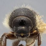 female | Image Author: J Buffam |  Canadian National Collection of Insects, Arachnids and Nematodes, Agriculture and Agri-Food Canada, | holotype Ips semirostris Hopping. CNCType9308# | holotype | Kenai Peninsula | Collection: Canadian National Collection of Insects, Arachnids and Nematodes