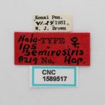 female | Image Author: J Buffam |  Canadian National Collection of Insects, Arachnids and Nematodes, Agriculture and Agri-Food Canada, | holotype Ips semirostris Hopping. CNCType9308# | holotype | Kenai Peninsula | Collection: Canadian National Collection of Insects, Arachnids and Nematodes
