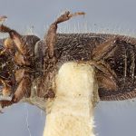 female | Image Author: J Buffam |  Canadian National Collection of Insects, Arachnids and Nematodes, Agriculture and Agri-Food Canada, | holotype Ips semirostris Hopping. CNCType9308# | holotype | Kenai Peninsula | Collection: Canadian National Collection of Insects, Arachnids and Nematodes