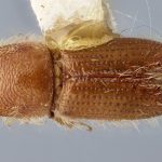 female | Image Author: J Buffam |  Canadian National Collection of Insects, Arachnids and Nematodes, Agriculture and Agri-Food Canada, | lectotype Ips yohoensis Swaine. CNCType9309# | lectotype | Yoho Valley | Collection: Canadian National Collection of Insects, Arachnids and Nematodes