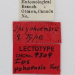 female | Image Author: J Buffam |  Canadian National Collection of Insects, Arachnids and Nematodes, Agriculture and Agri-Food Canada, | lectotype Ips yohoensis Swaine. CNCType9309# | lectotype | Yoho Valley | Collection: Canadian National Collection of Insects, Arachnids and Nematodes
