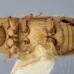 female | Image Author: J Buffam |  Canadian National Collection of Insects, Arachnids and Nematodes, Agriculture and Agri-Food Canada, | lectotype Ips yohoensis Swaine. CNCType9309# | lectotype | Yoho Valley | Collection: Canadian National Collection of Insects, Arachnids and Nematodes