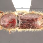 male | Image Author: TH Atkinson | Florida State Collection of Arthropods, Gainesville, Florida | Huayapan, 12 km N., carr 175 | Collection: University of Texas Insect Collection