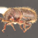 male | Image Author: TH Atkinson | Florida State Collection of Arthropods, Gainesville, Florida | Huayapan, 12 km N., carr 175 | Collection: University of Texas Insect Collection