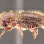 male | Image Author: TH Atkinson | Florida State Collection of Arthropods, Gainesville, Florida | Huayapan, 12 km N., carr 175 | Collection: University of Texas Insect Collection