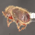 male | Image Author: TH Atkinson | Florida State Collection of Arthropods, Gainesville, Florida | Huayapan, 12 km N., carr 175 | Collection: University of Texas Insect Collection