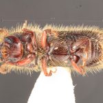 male | Image Author: TH Atkinson | Florida State Collection of Arthropods, Gainesville, Florida | Huayapan, 12 km N., carr 175 | Collection: University of Texas Insect Collection