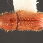 Image Author: TH Atkinson | Florida State Collection of Arthropods, Gainesville, Florida | College Station | Collection: University of Texas Insect Collection