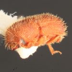 Image Author: TH Atkinson | Florida State Collection of Arthropods, Gainesville, Florida | College Station | Collection: University of Texas Insect Collection
