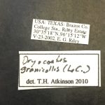 Image Author: TH Atkinson | Florida State Collection of Arthropods, Gainesville, Florida | College Station | Collection: University of Texas Insect Collection