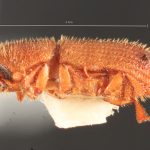 Image Author: TH Atkinson | Florida State Collection of Arthropods, Gainesville, Florida | College Station | Collection: University of Texas Insect Collection