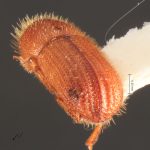 Image Author: TH Atkinson | Florida State Collection of Arthropods, Gainesville, Florida | College Station | Collection: University of Texas Insect Collection