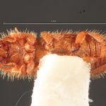 Image Author: TH Atkinson | Florida State Collection of Arthropods, Gainesville, Florida | College Station | Collection: University of Texas Insect Collection
