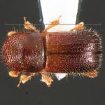 female | Image Author: TH Atkinson | Florida State Collection of Arthropods, Gainesville, Florida | Delray Beach | Collection: University of Texas Insect Collection