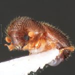 female | Image Author: TH Atkinson | Florida State Collection of Arthropods, Gainesville, Florida | Delray Beach | Collection: University of Texas Insect Collection