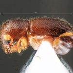 female | Image Author: TH Atkinson | Florida State Collection of Arthropods, Gainesville, Florida | Delray Beach | Collection: University of Texas Insect Collection