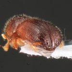 female | Image Author: TH Atkinson | Florida State Collection of Arthropods, Gainesville, Florida | Delray Beach | Collection: University of Texas Insect Collection
